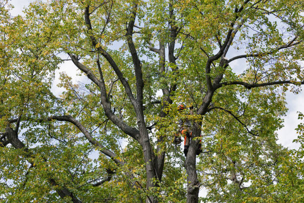 Best Emergency Tree Removal  in Hunters Creek Village, TX